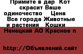 Примите в дар. Кот скрасит Ваше одиночество. › Цена ­ 0 - Все города Животные и растения » Кошки   . Ненецкий АО,Красное п.